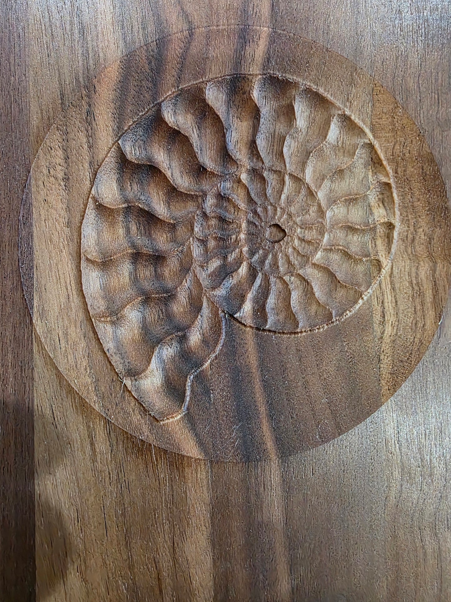 Nautilus Shell