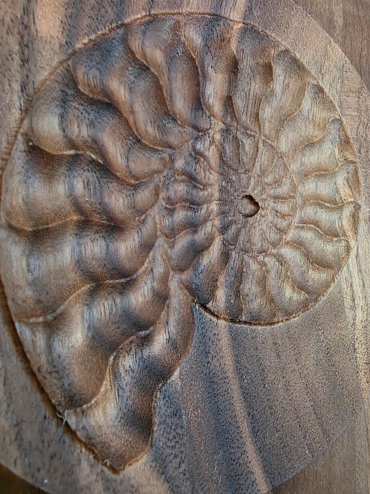 Nautilus Shell